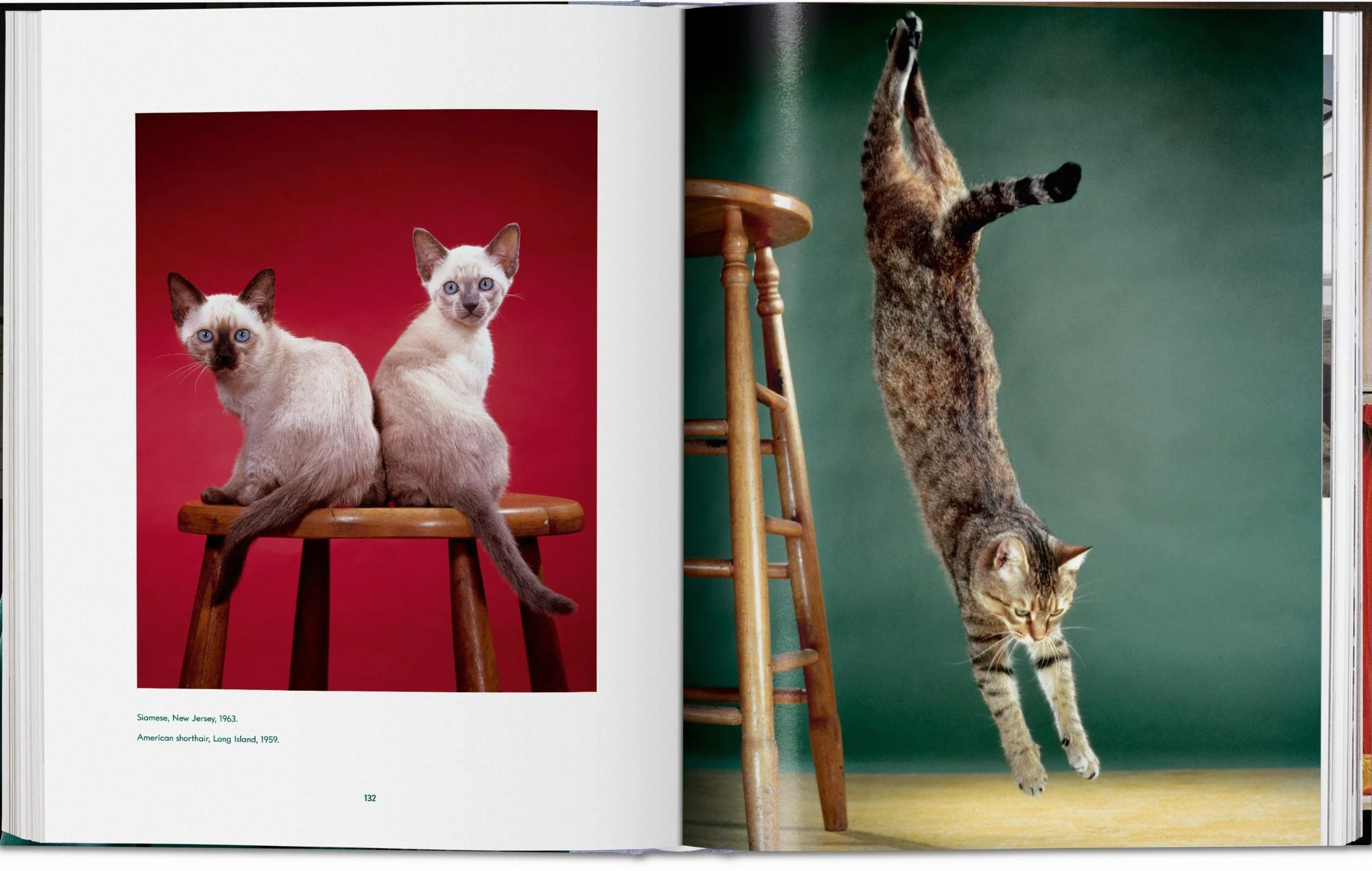 Cats Photographs 1942-2018