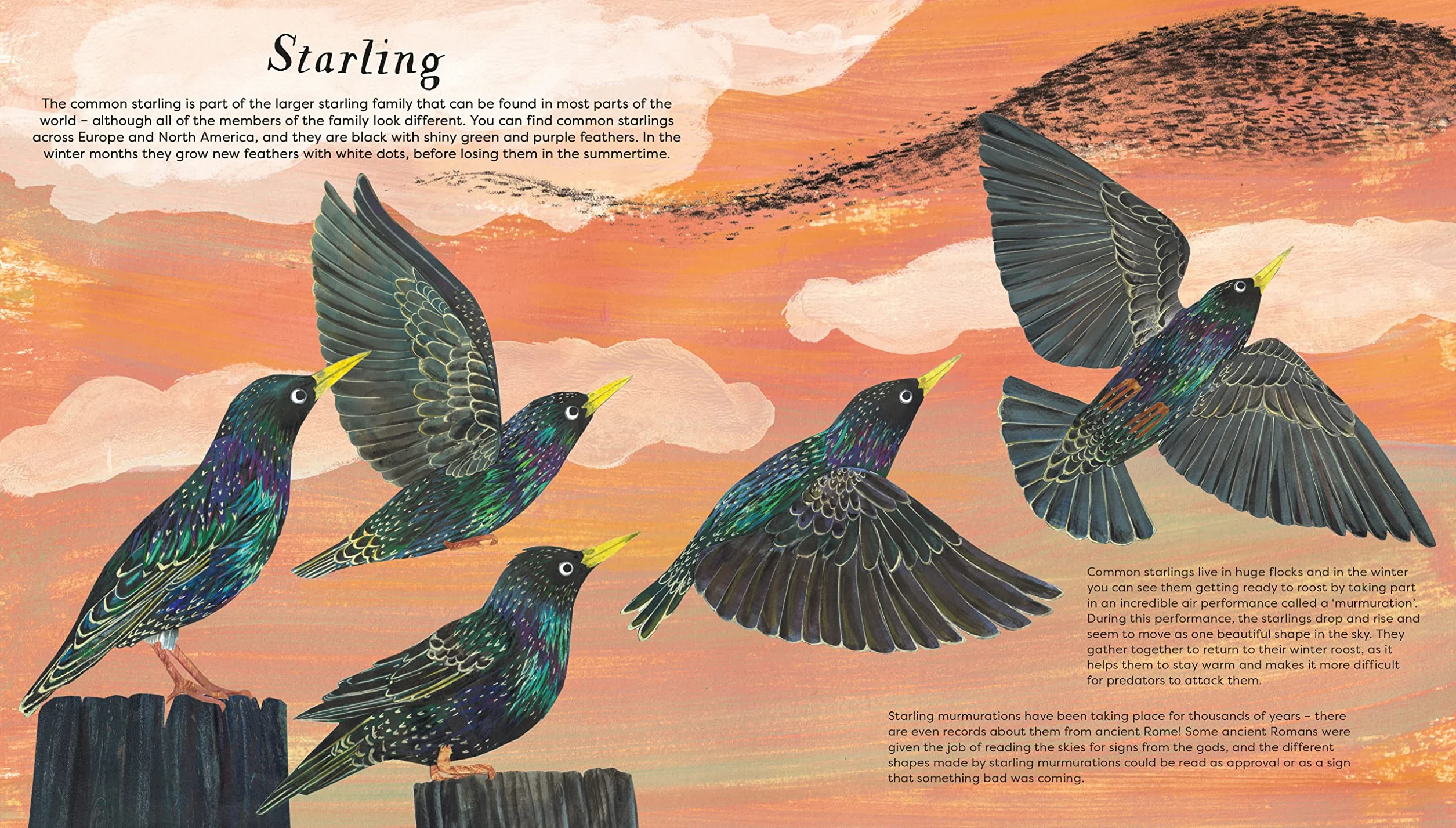 National Trust: Birds of a Feather: Press out and learn about 10 beautiful birds