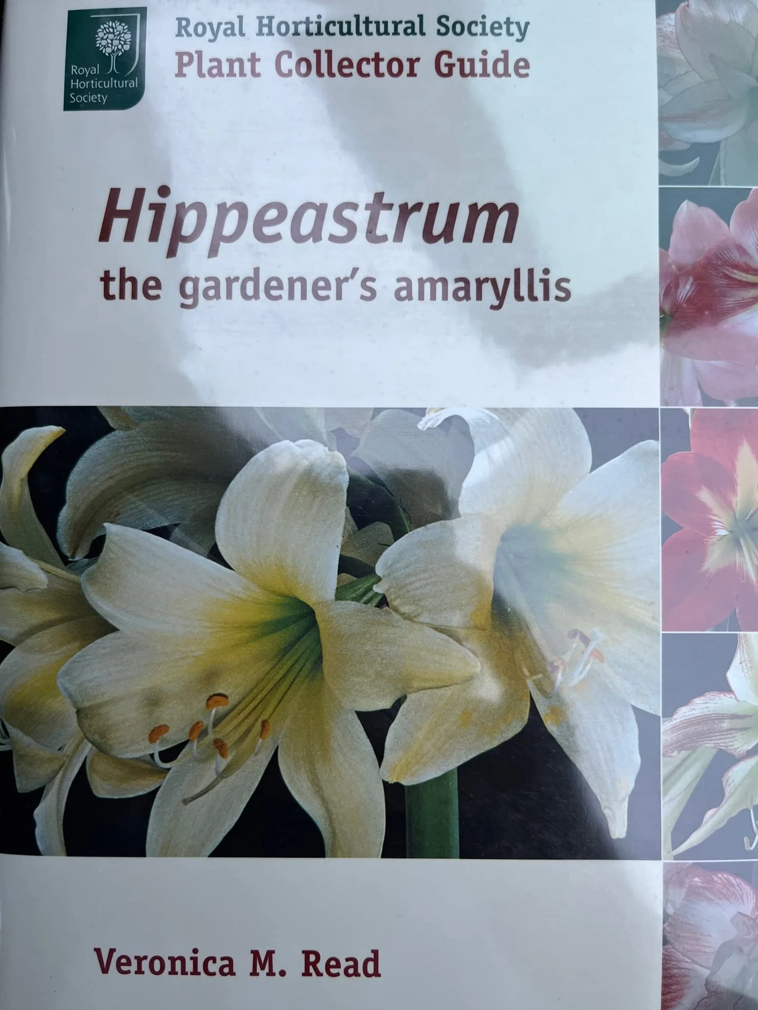 Hippeastrum: The Gardener's Amaryllis