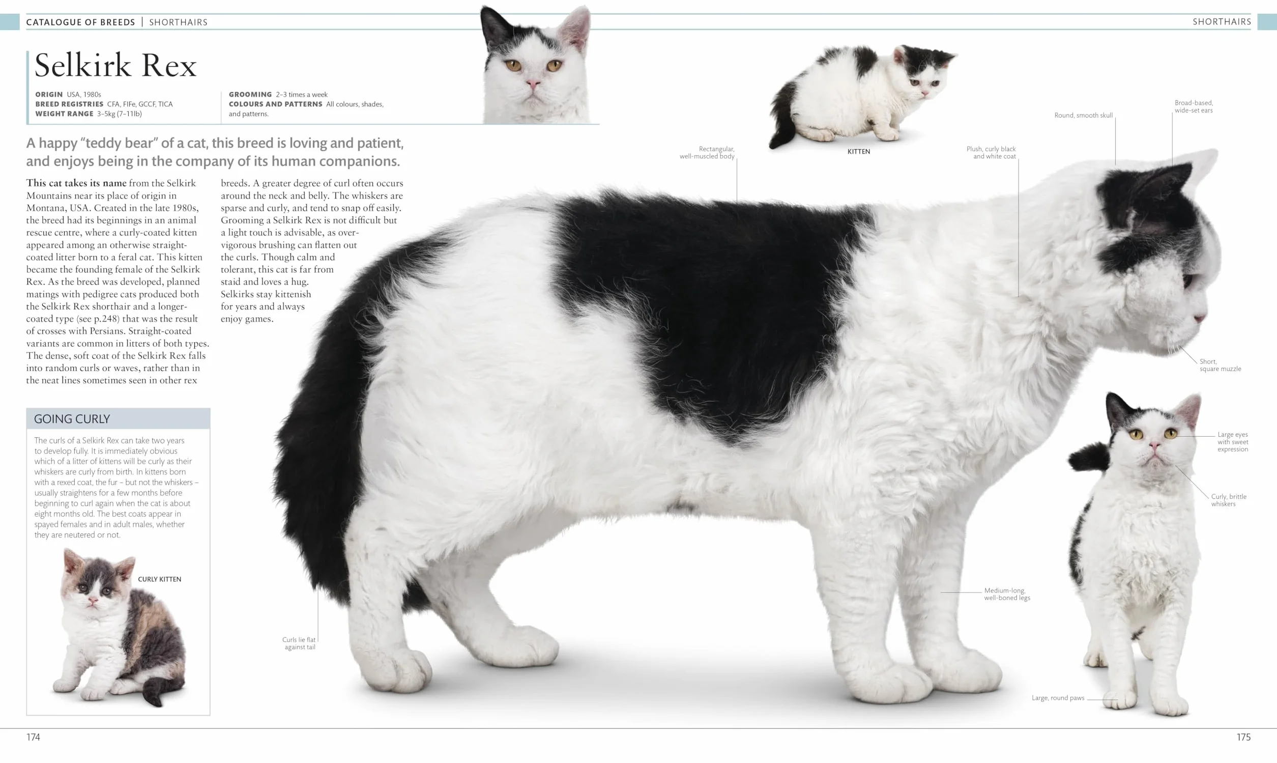 The Cat Encyclopedia: The Definitive Visual Guide