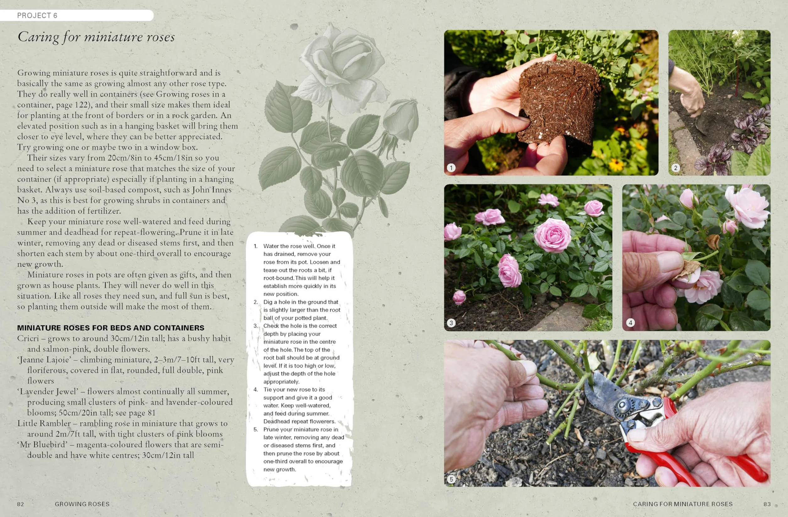 The Kew Gardener's Guide to Growing Roses: The Art and Science to Grow with Confidence: 8