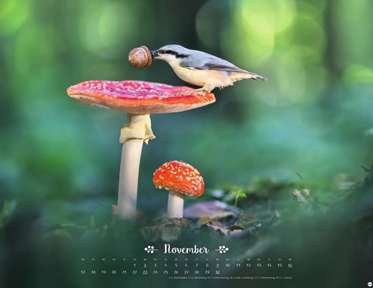 Vadim Trunov Märchenhaftes Waldleben Posterkalender 2025 Naturkalender 44 x 34 cm Querformat