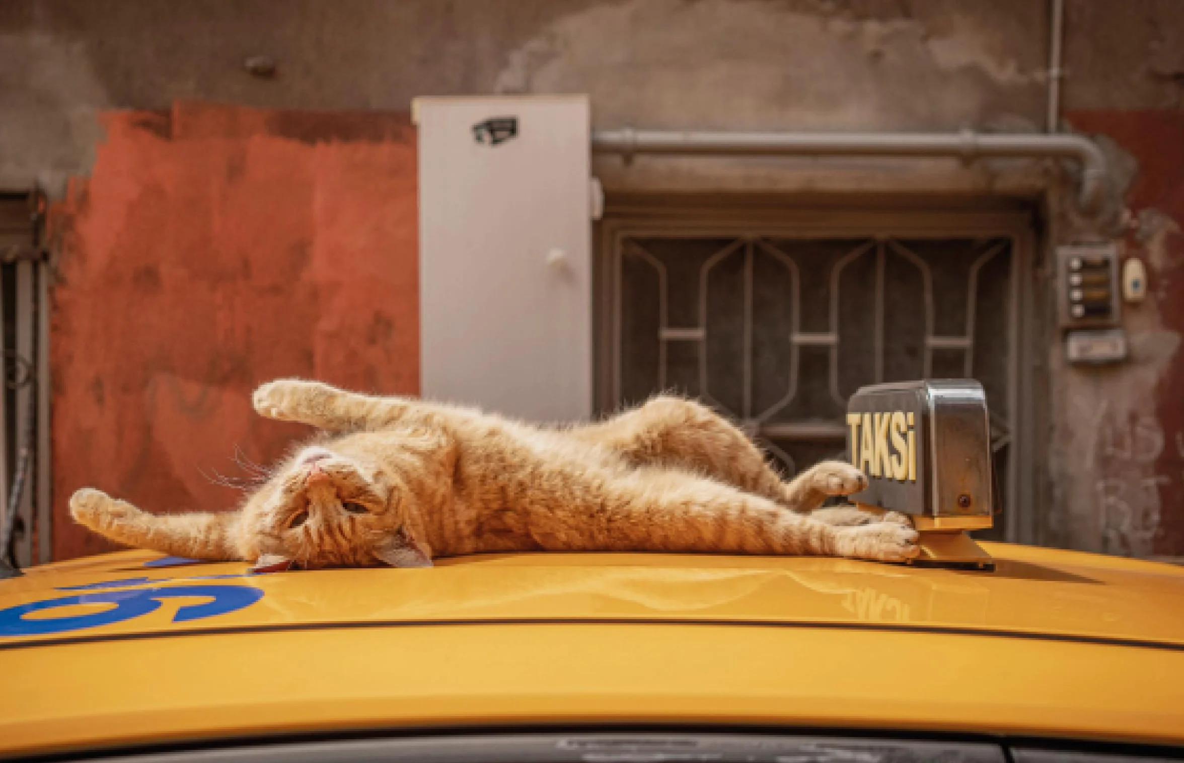 City Cats of Istanbul /anglais
