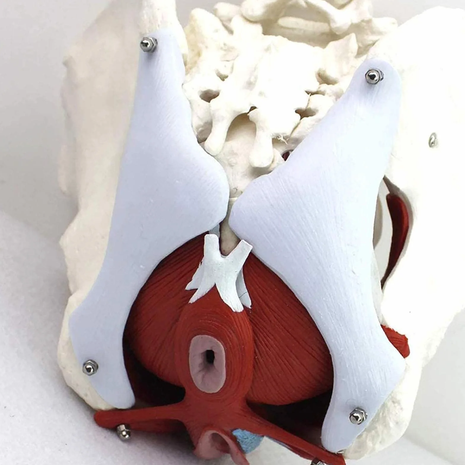 Medyczny anatomiczny model miednicy naturalnej naturalnej ze zdejmowanymi organami – model miednicy – żeński szkielet miednicy – model anatomiczny