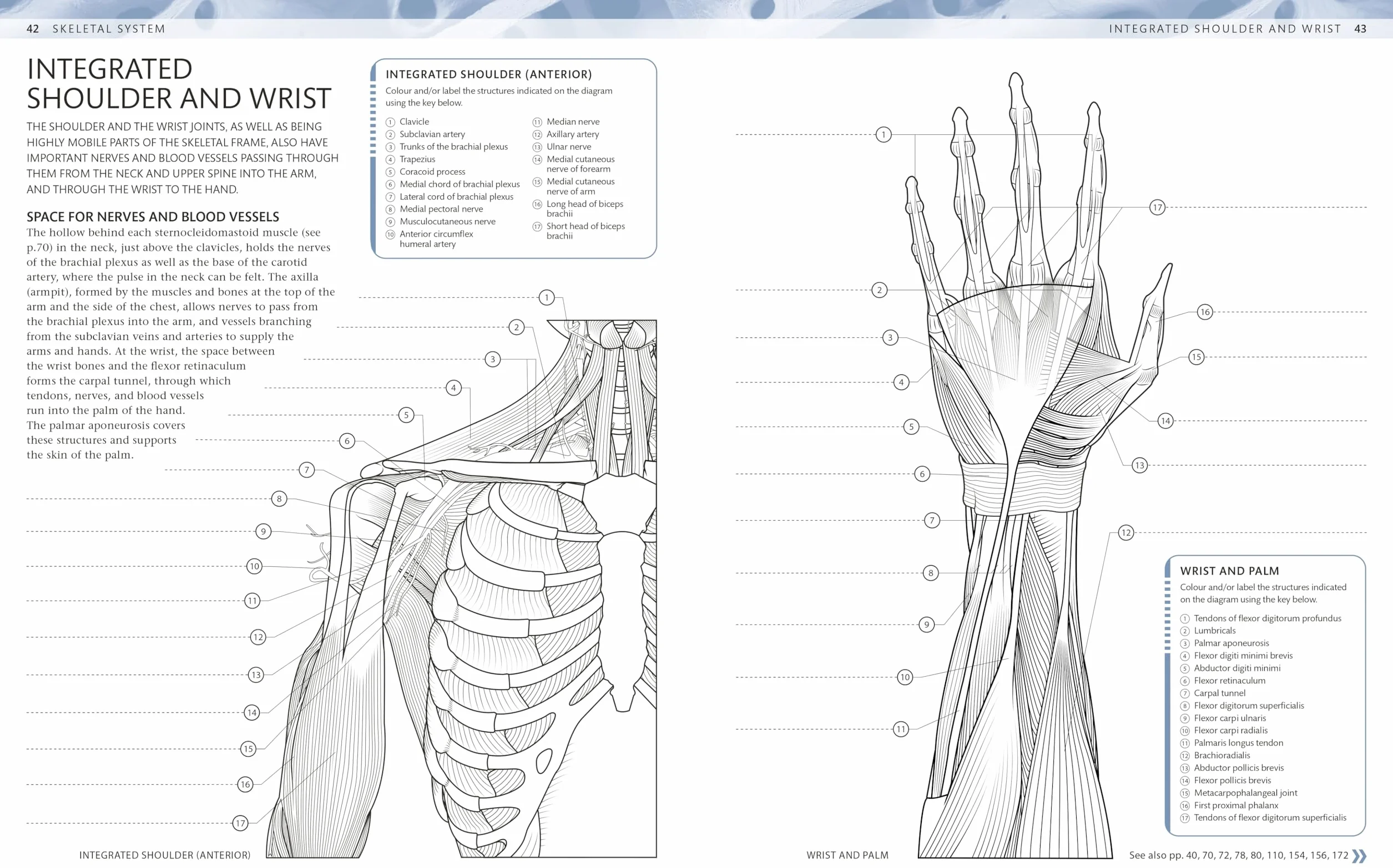 The Human Body Colouring Book: The Ultimate Anatomy Study Guide