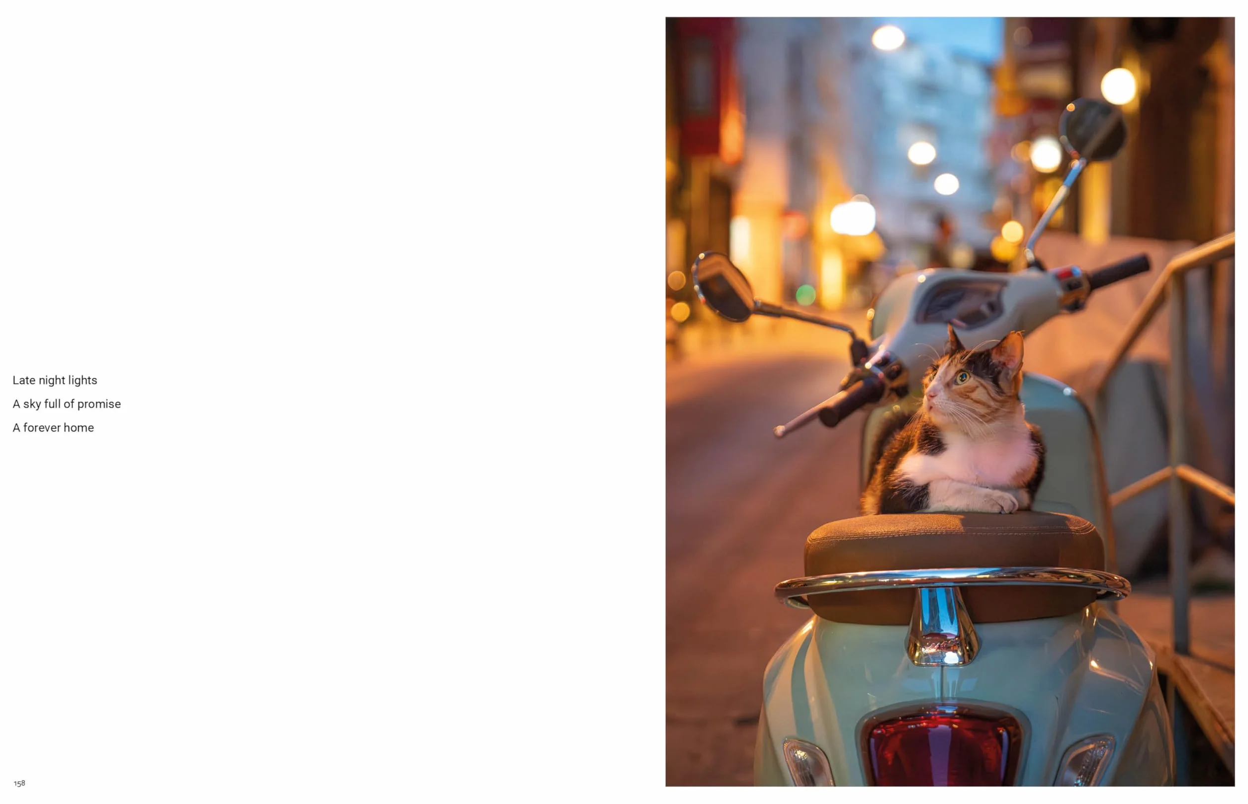 City Cats of Istanbul /anglais