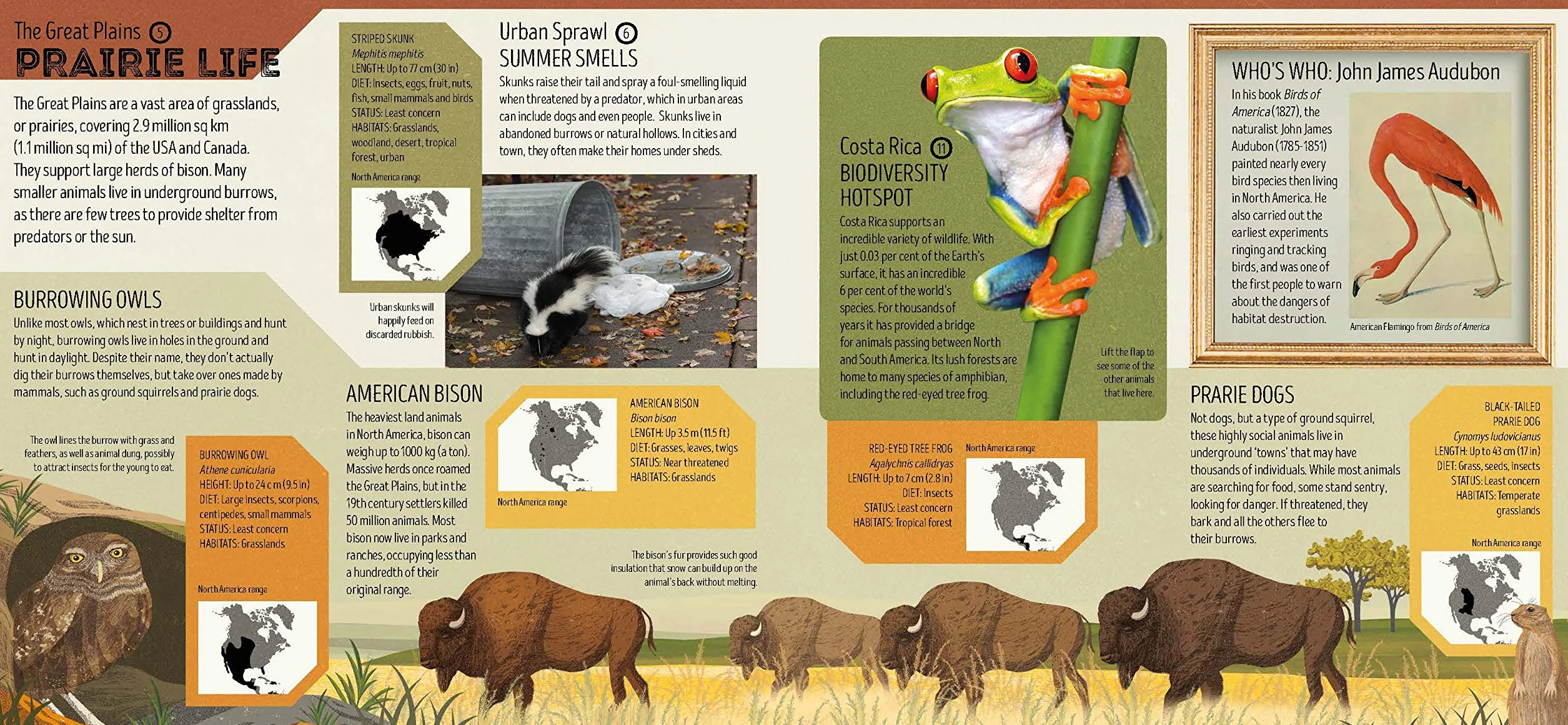 Lonely Planet Kids Animal Atlas: 1 (Creature Atlas): Amazing Facts & Fold Out Maps | Explore Creature Features From a Bear's Paw to a Baby Turtle | Packed with Beautiful Illustrations