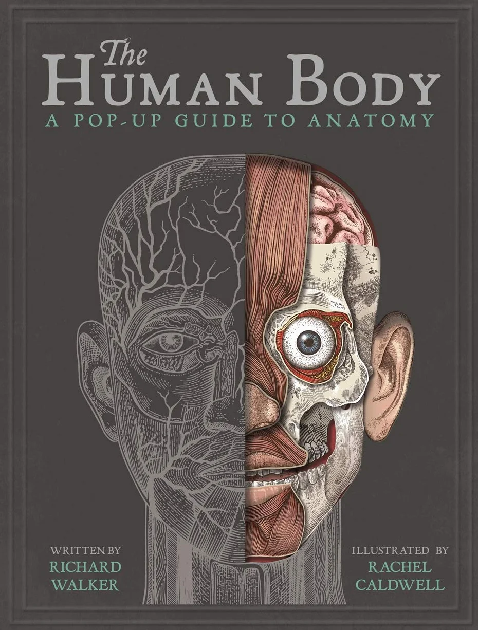 The Human Body: A Pop-Up Guide to Anatomy