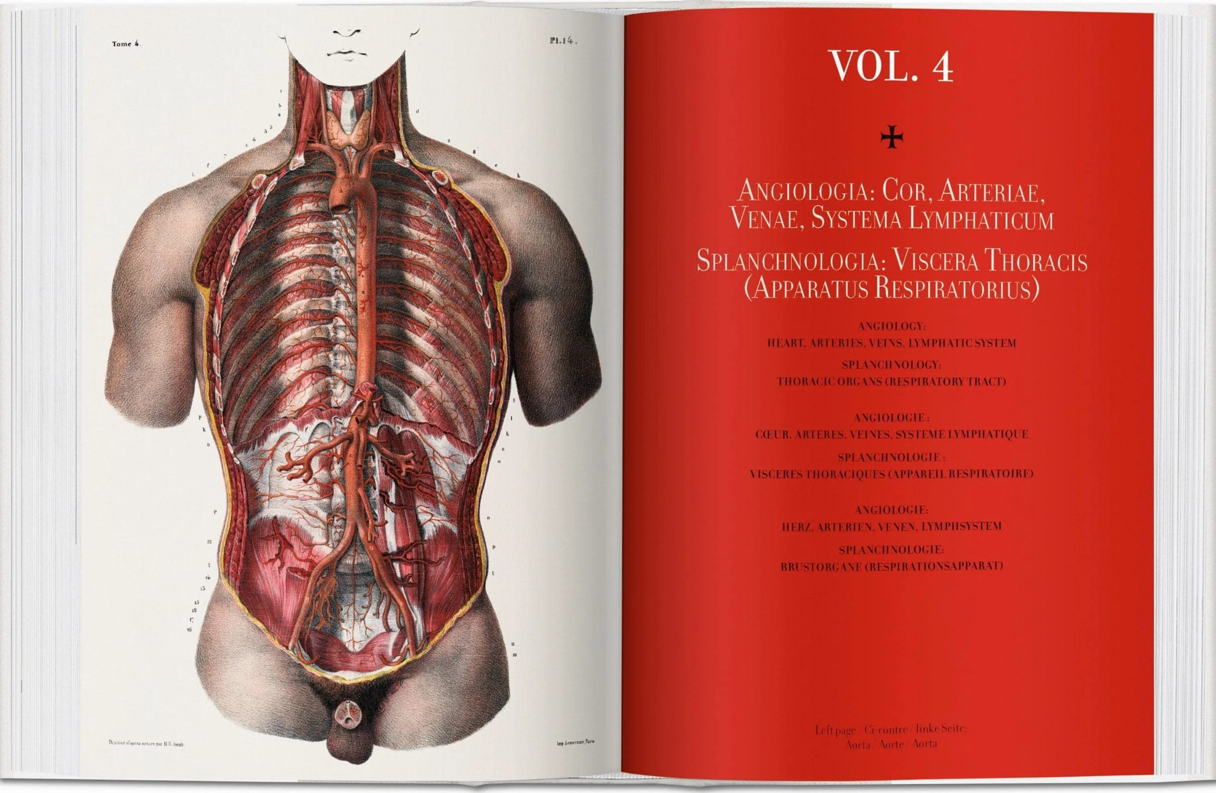 Bu-bourgery atlas of anatomy - italien - espagnol - portugais -: Atlas de anatomía humana y cirugía