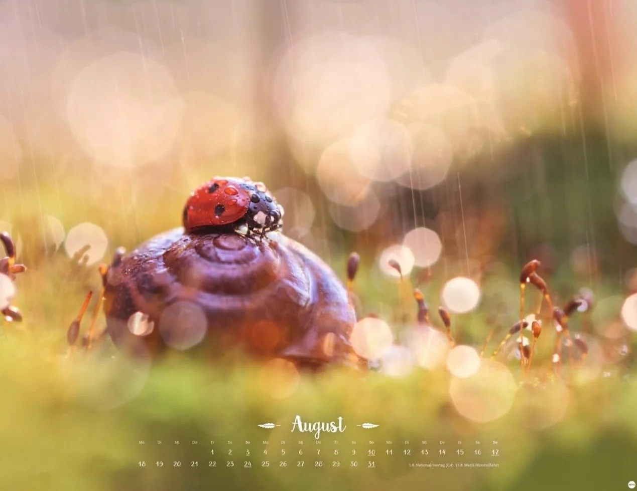 Vadim Trunov Märchenhaftes Waldleben Posterkalender 2025 Naturkalender 44 x 34 cm Querformat