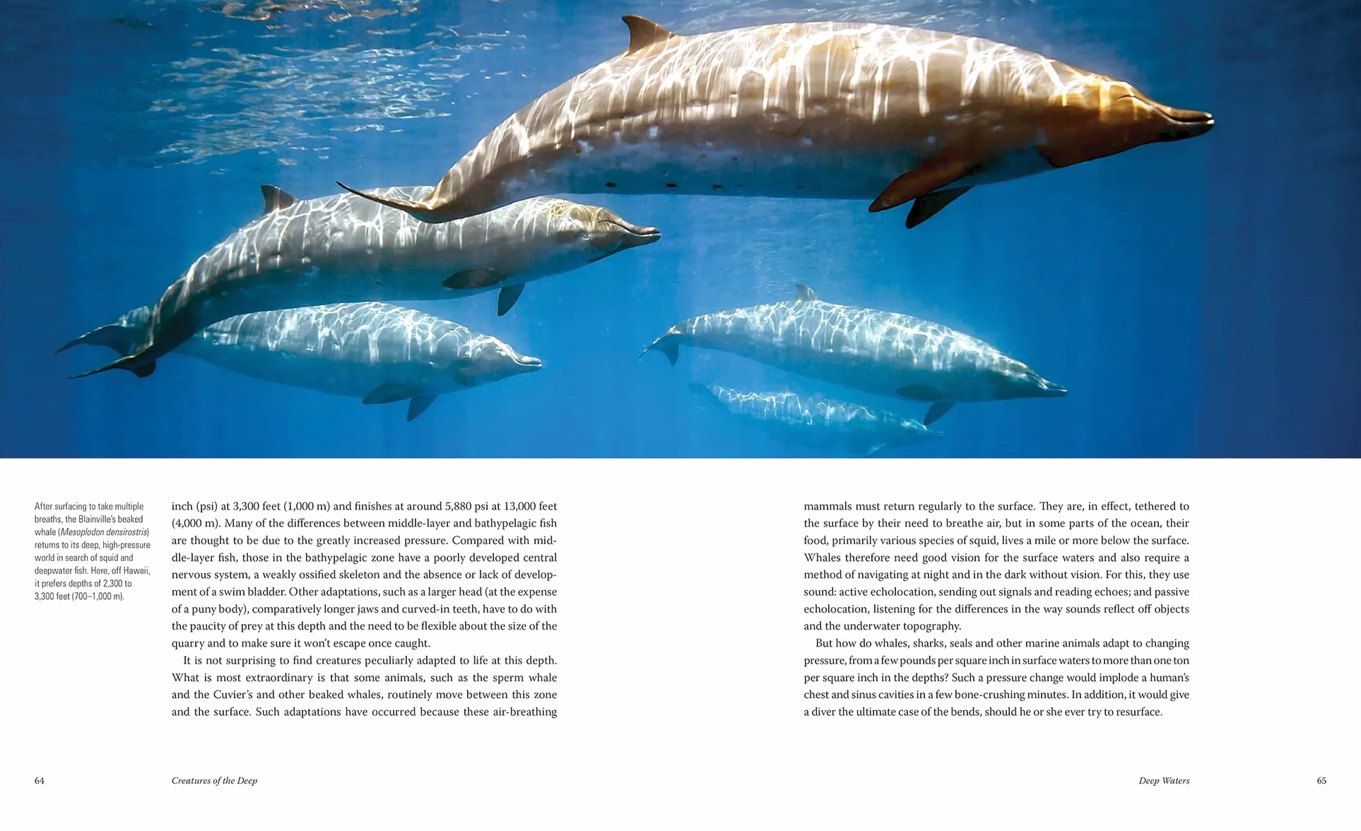 Creatures of the Deep: In Search of the Sea's Monsters