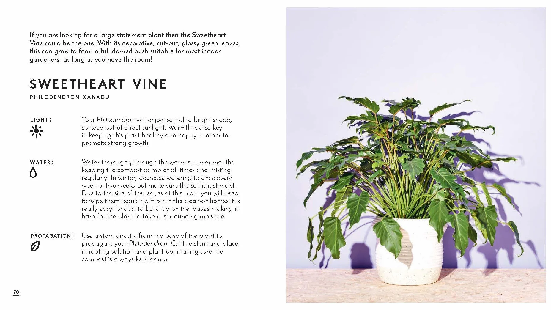 Little Book of House Plants and Other Greenery