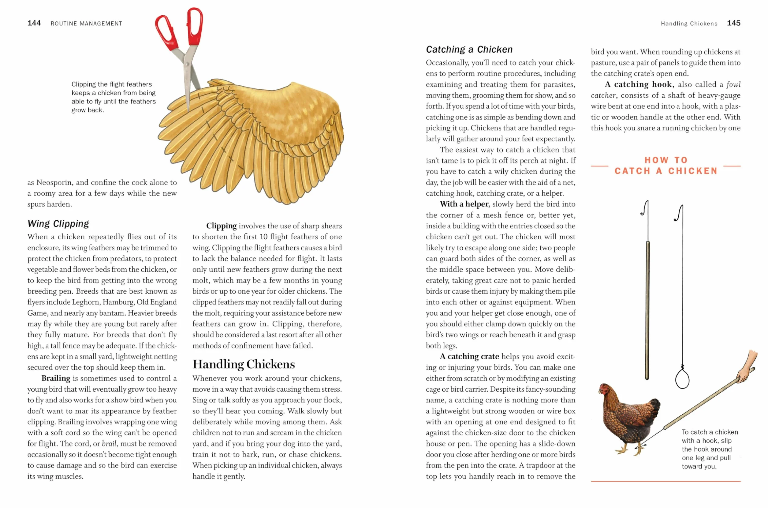 Storey's Guide to Raising Chickens, 4th Edition: Breed Selection, Facilities, Feeding, Health Care, Managing Layers & Meat Birds