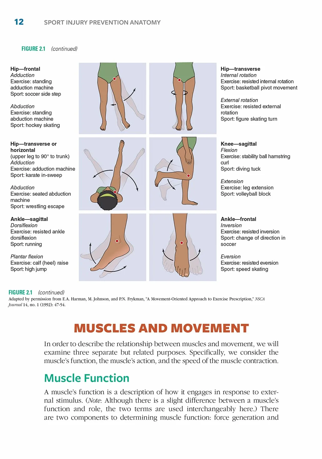Sport Injury Prevention Anatomy