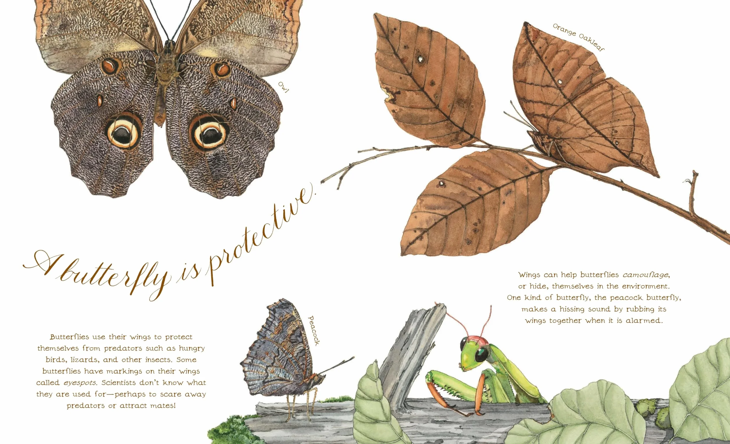 A Butterfly Is Patient: (Nature Books for Kids, Children's Books Ages 3-5, Award Winning Children's Books) (Sylvia Long)