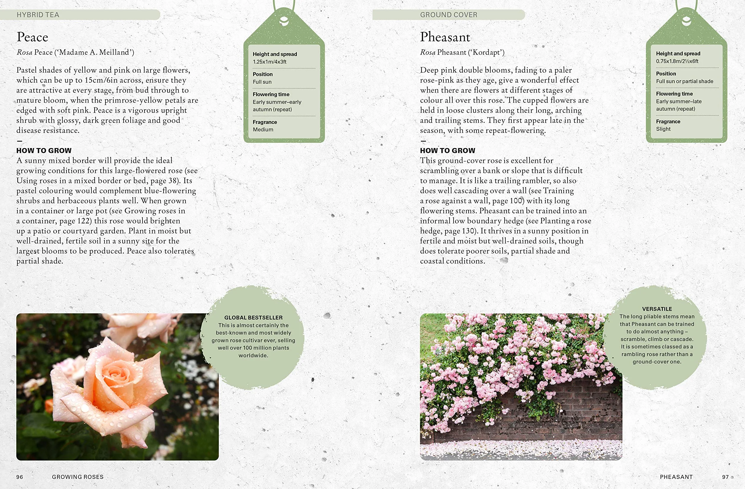 The Kew Gardener's Guide to Growing Roses: The Art and Science to Grow with Confidence: 8