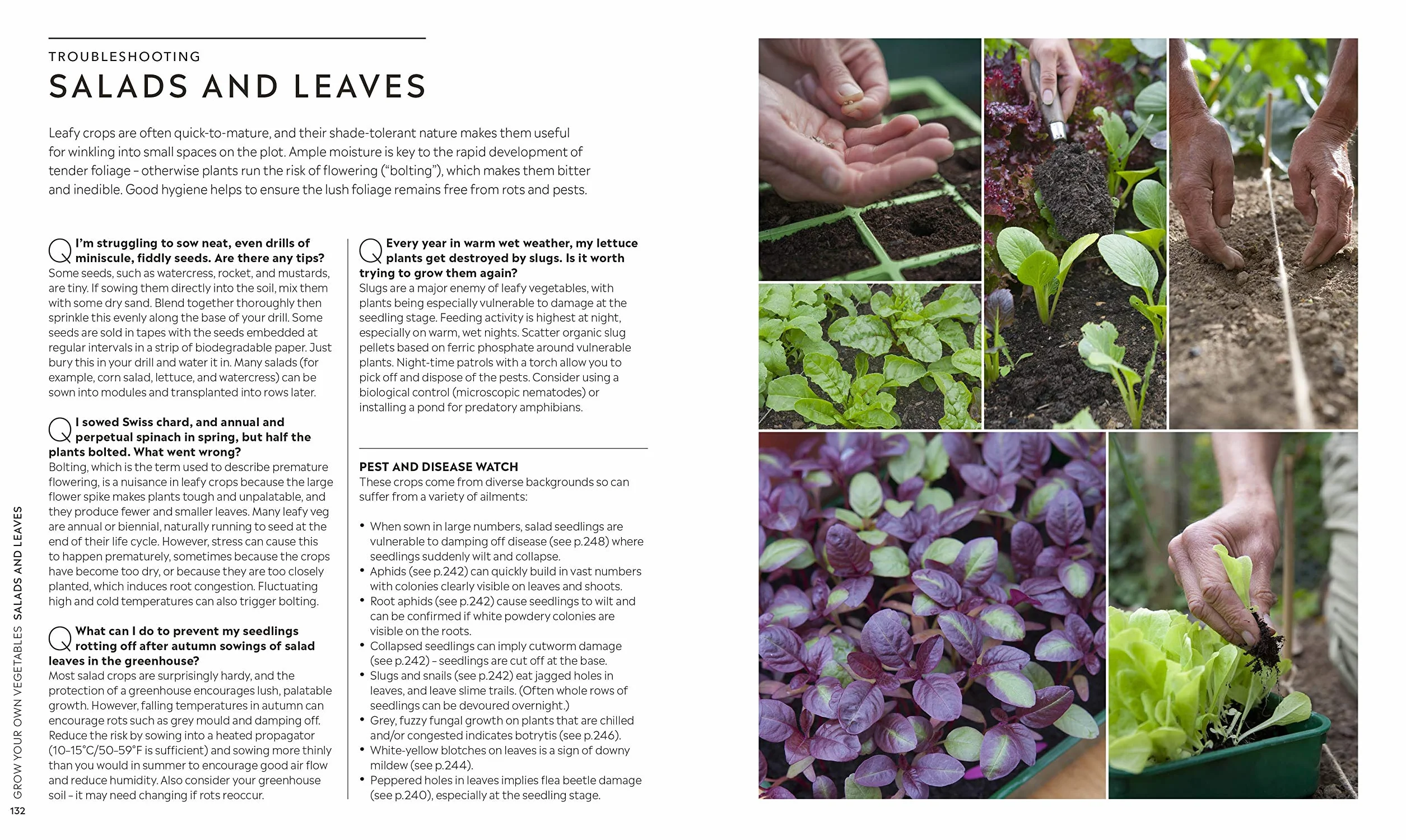 RHS Step-by-Step Veg Patch: Foolproof Guide to Growing Fruit & Veg