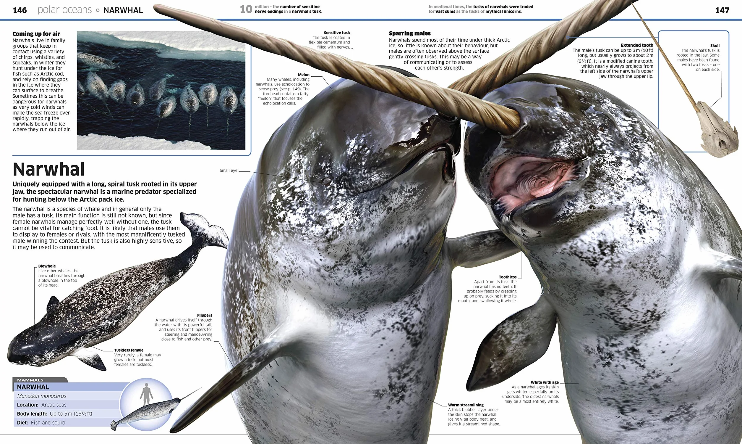 Knowledge Encyclopedia Ocean!: Our Watery World As You've Never Seen It Before