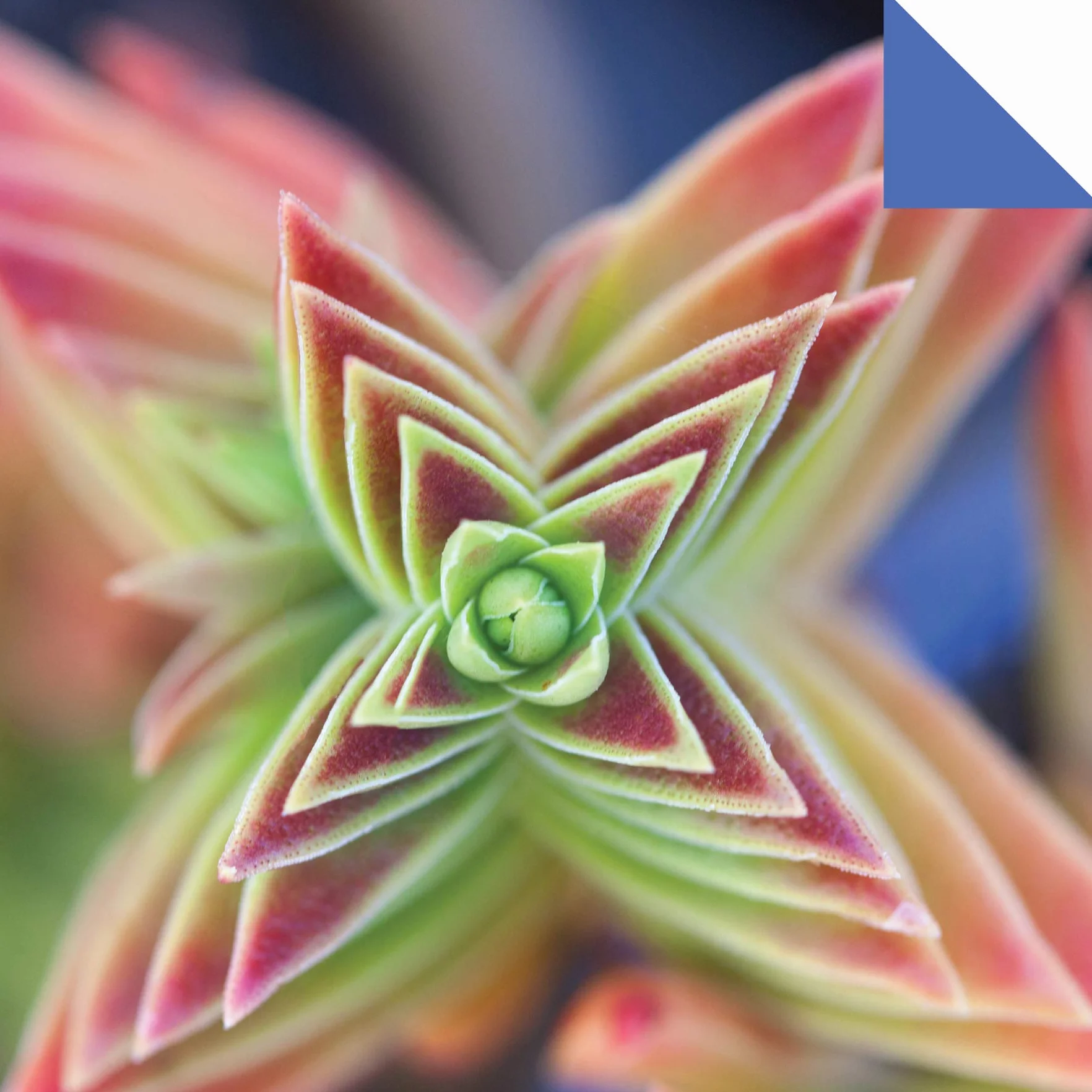 Origami Paper 500 Sheets Succulents 6 (15 CM): Tuttle Origami Paper: Double-Sided Origami Sheets with 12 Different Photographs (Instructions for 6 Projects Included)