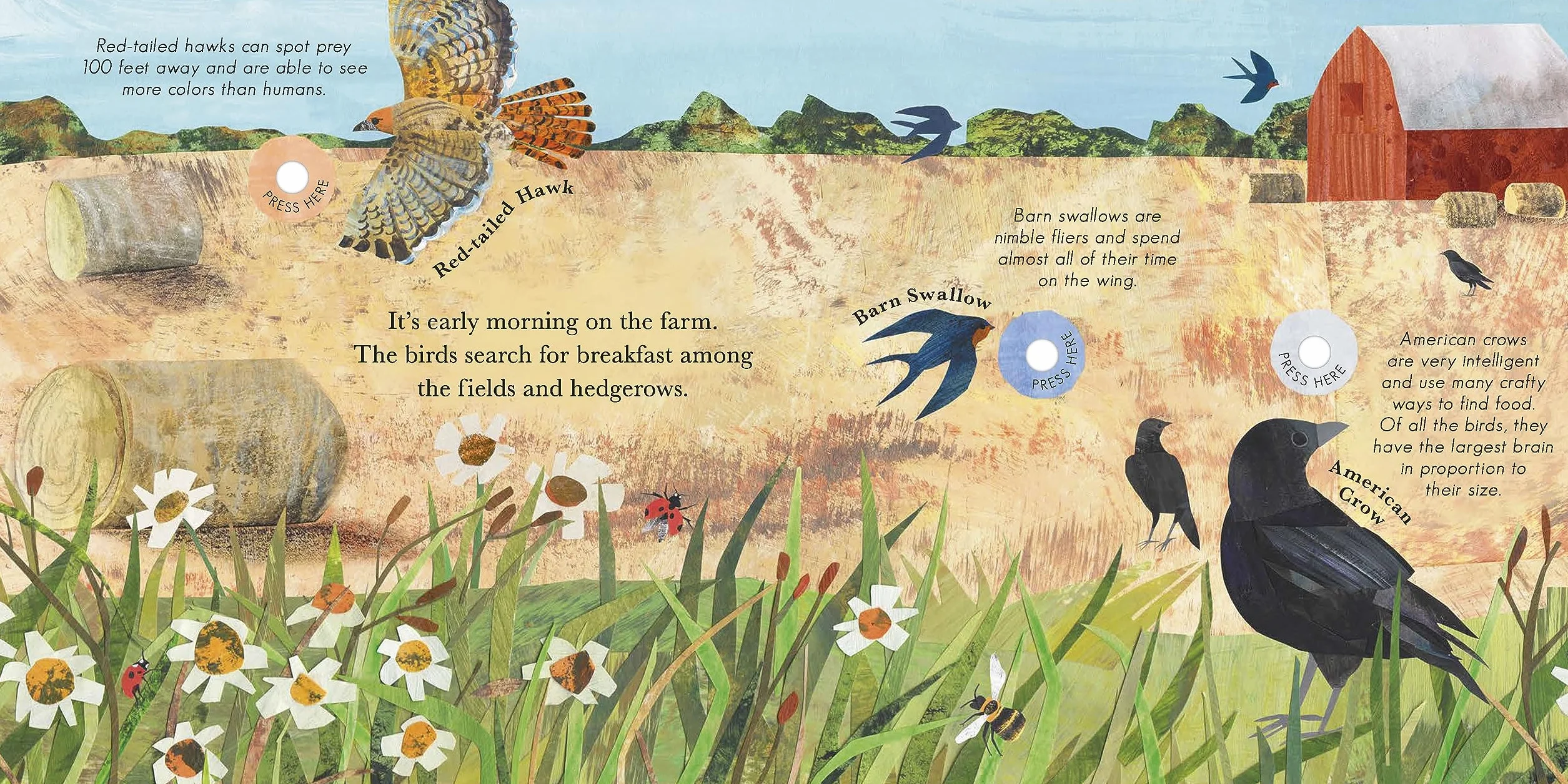 Songs of the Birds: A Guide to North American Bird Calls and Songs