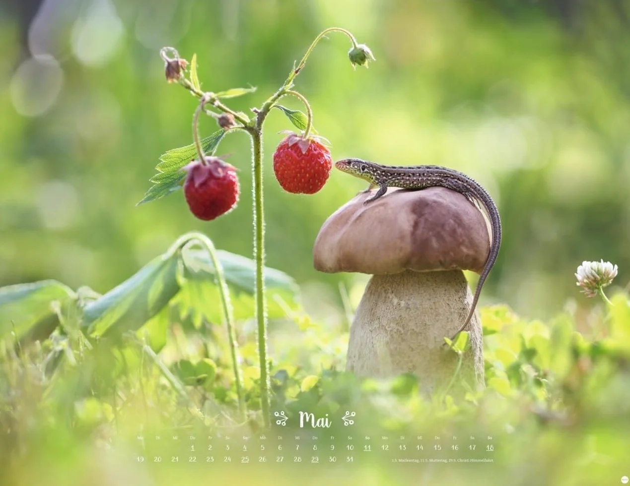 Vadim Trunov Märchenhaftes Waldleben Posterkalender 2025 Naturkalender 44 x 34 cm Querformat