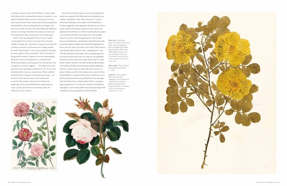 Rhs the Rose: The History of the World's Favourite Flower Told Through 40 Extraordinary Roses