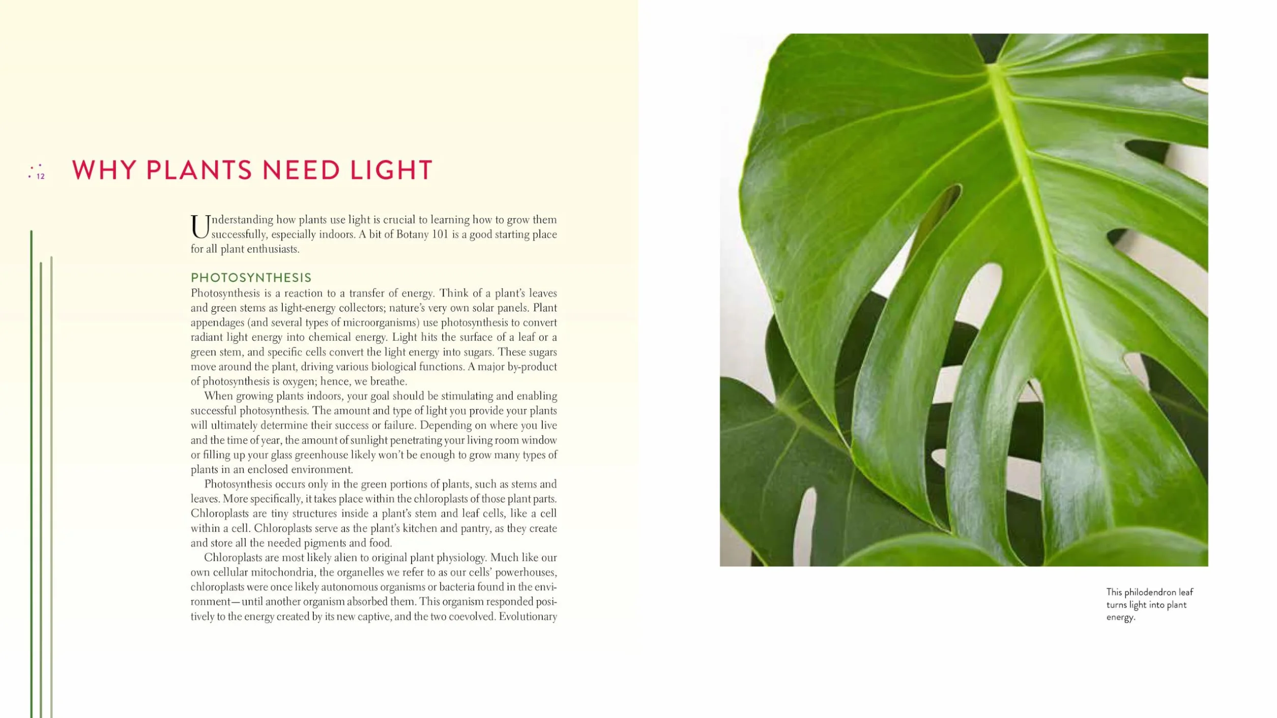 Gardening Under Lights: The Complete Guide for Indoor Growers