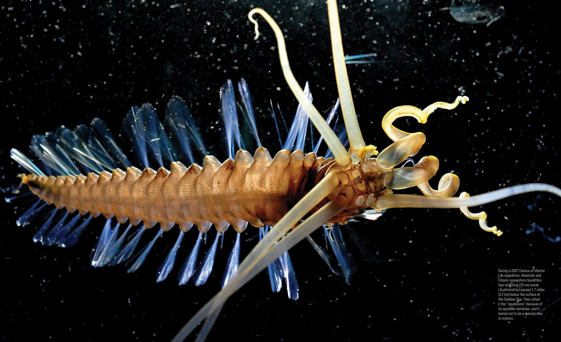Creatures of the Deep: In Search of the Sea's Monsters