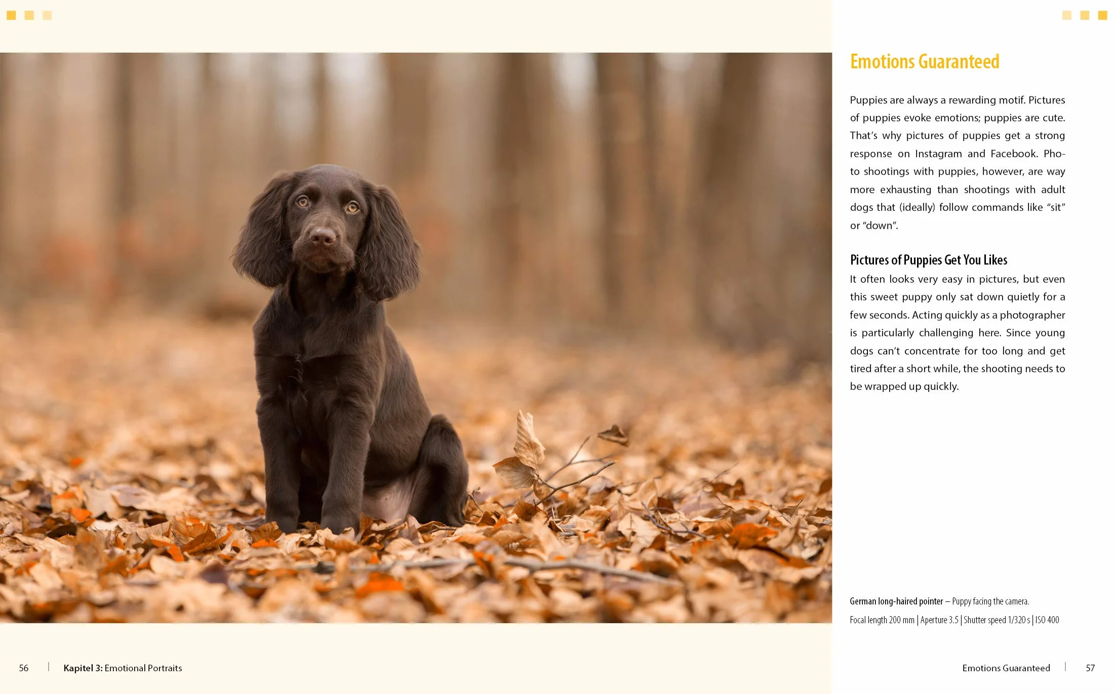 Dog Photography Shooting with Bow Wow Effect