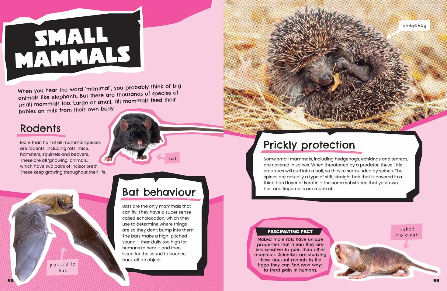 Animals: Discover fascinating facts about wildlife