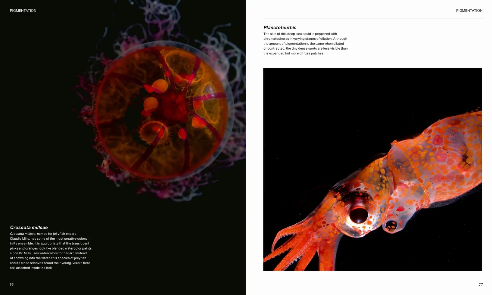 The Radiant Sea: Color and Light in the Underwater World