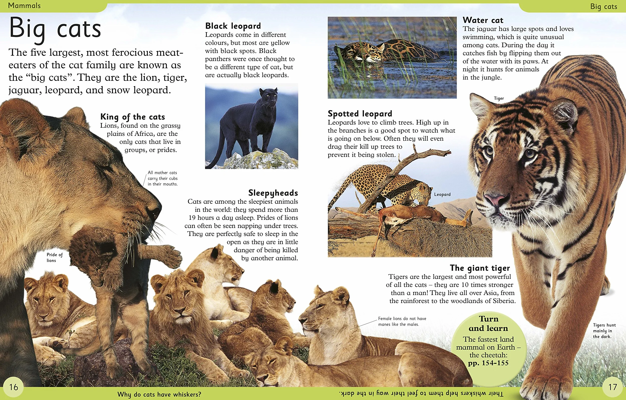 First Animal Encyclopedia: A First Reference Book for Children (DK First Reference)