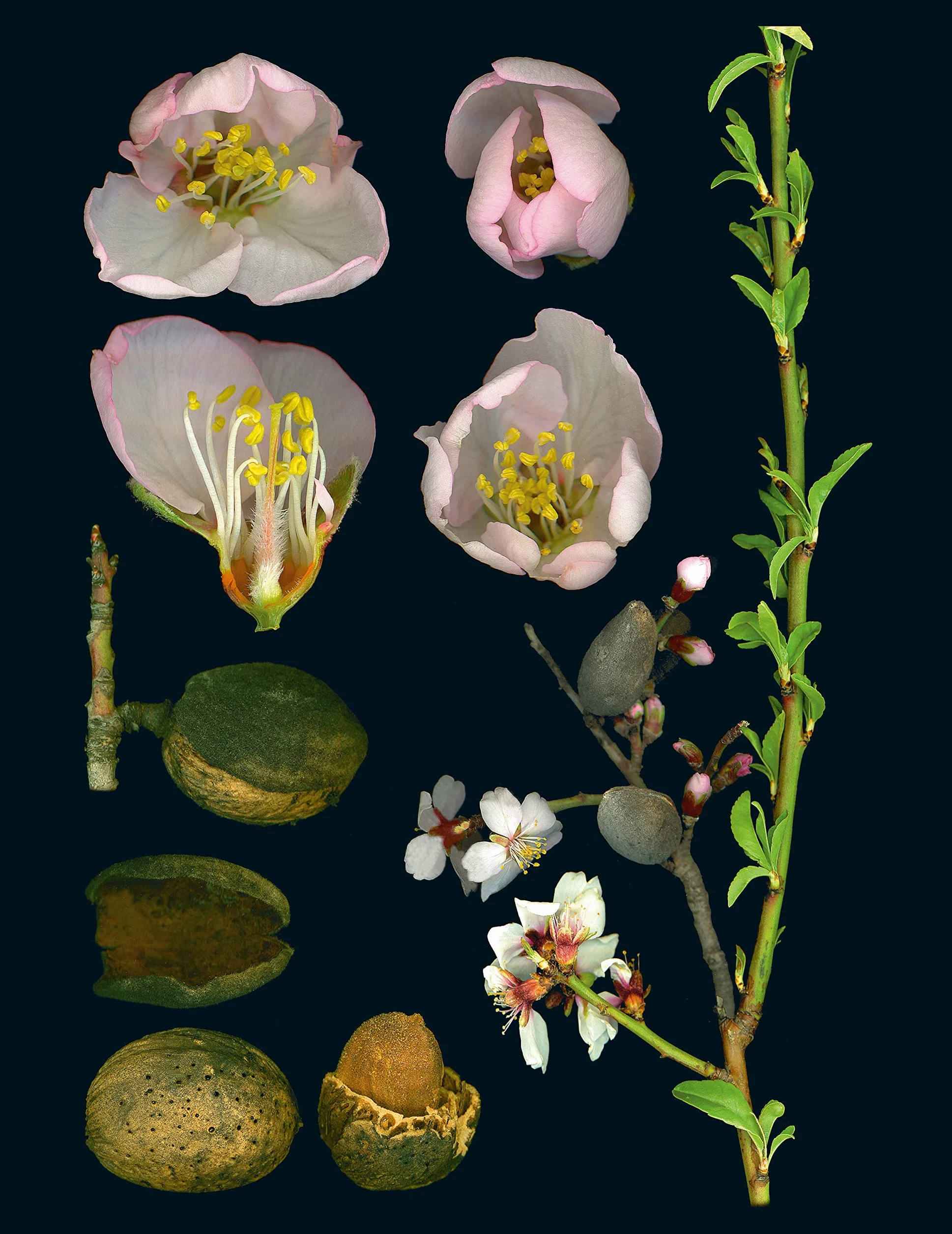 100 Plants That Heal: The Illustrated Herbarium of Medicinal Plants