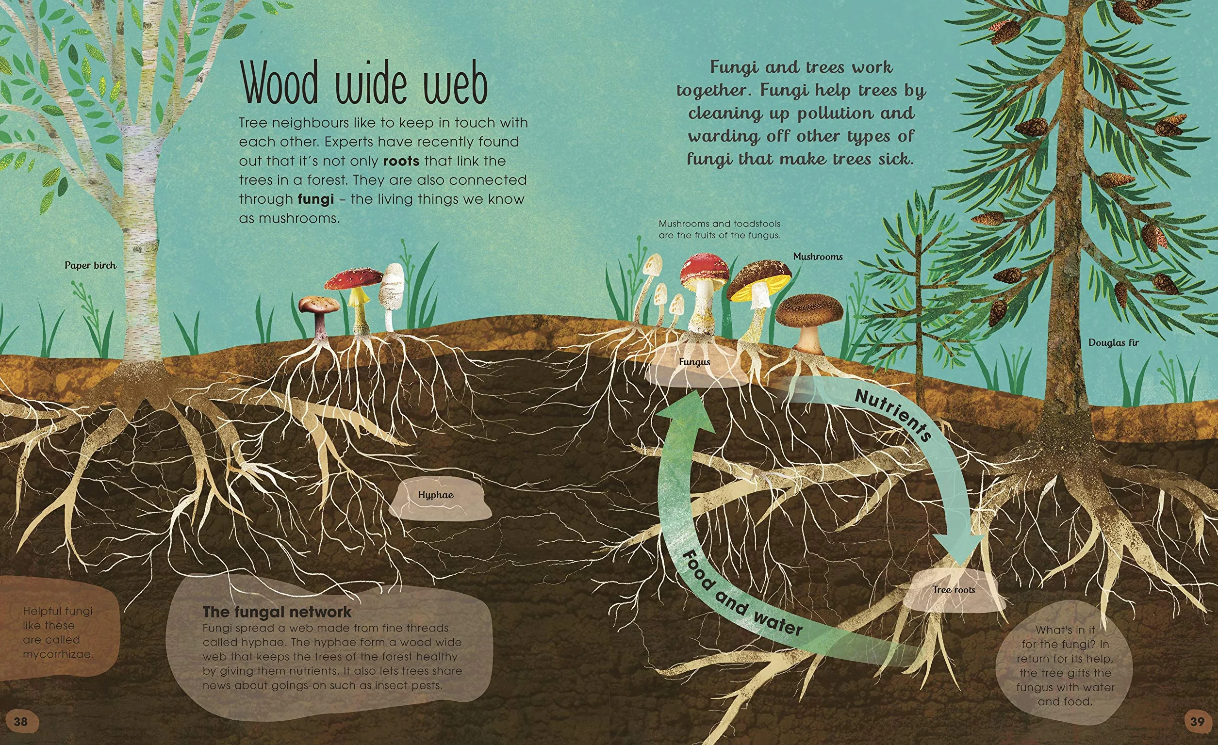 The Magic and Mystery of Trees (The Magic and Mystery of Nature)