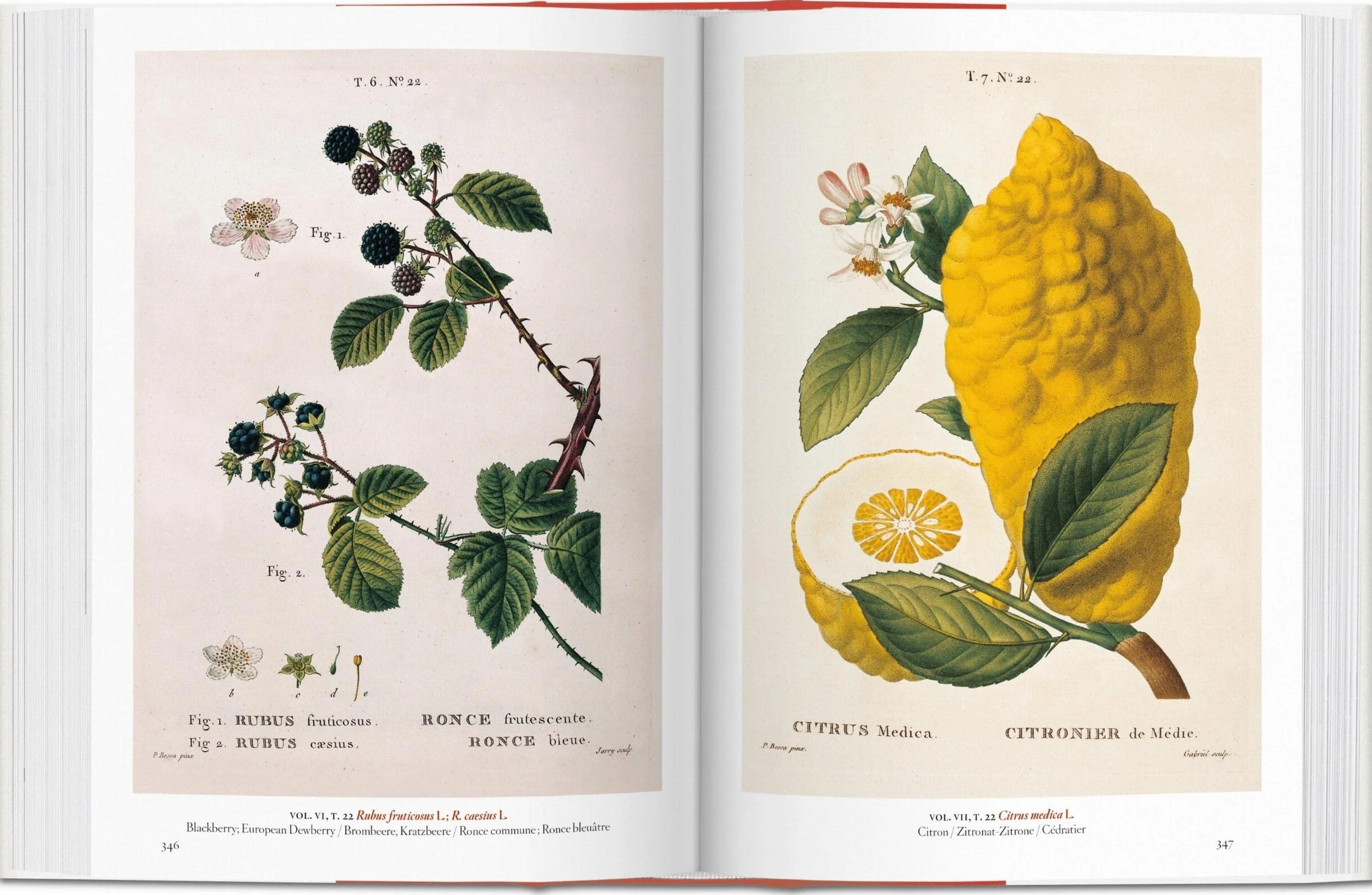 Masterpieces of Botanical Illustration 45th Ed.